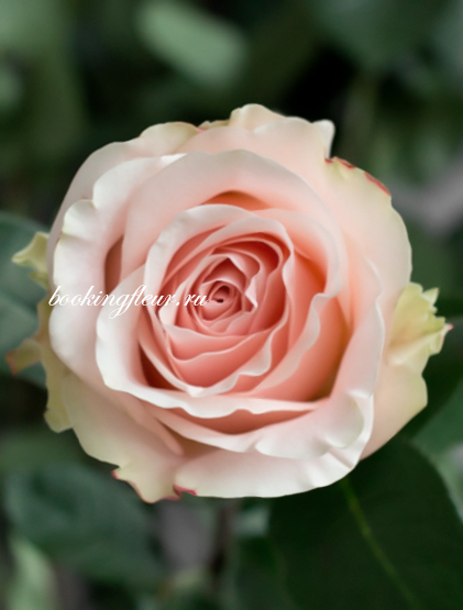 Классическая роза Amorosa