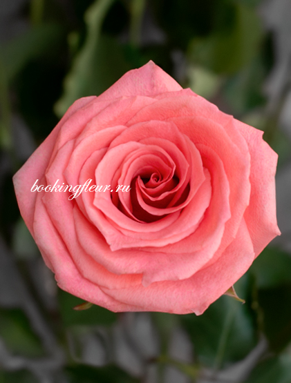 Классическая роза Amsterdam