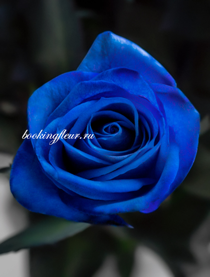 Классическая роза Blue Vendela (Синяя роза)