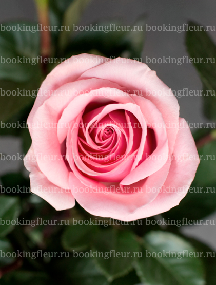 Классическая роза Geraldine