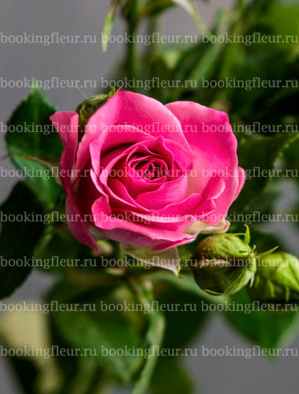 Кустовая роза Liane