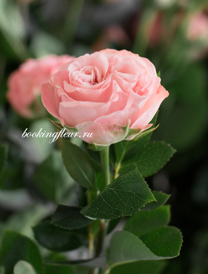 Кустовая роза Madam Bombastic