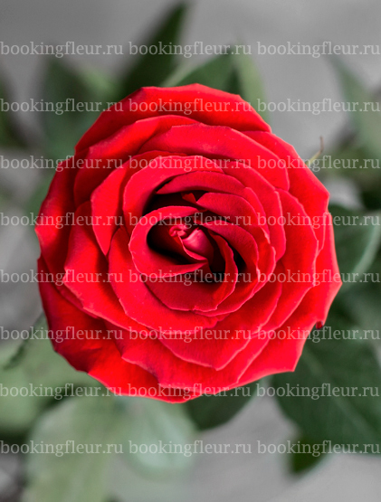 Классическая роза Nina