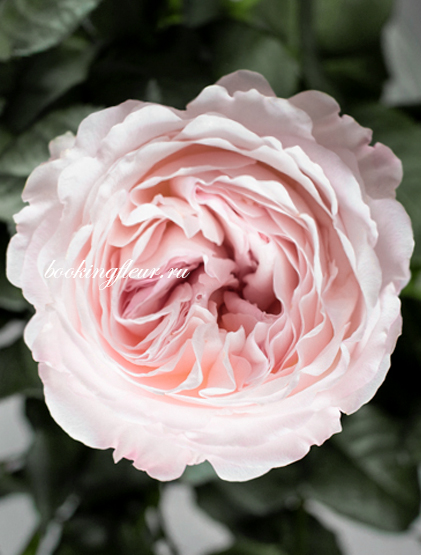 Пионовидная роза David Austin Keira