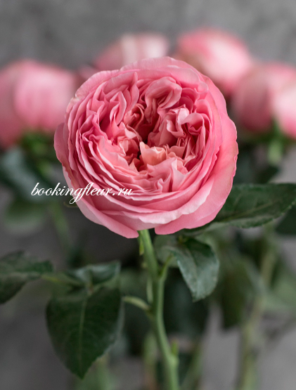 Пионовидная роза Pink Expression