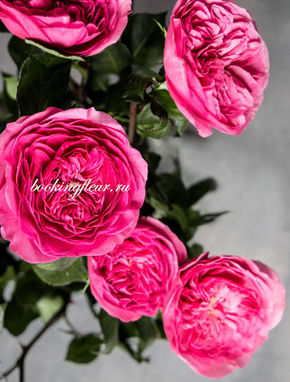 Пионовидная роза Baronesse