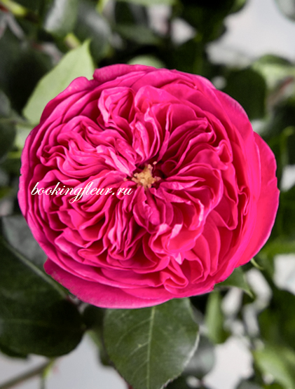 Пионовидная роза Baronesse