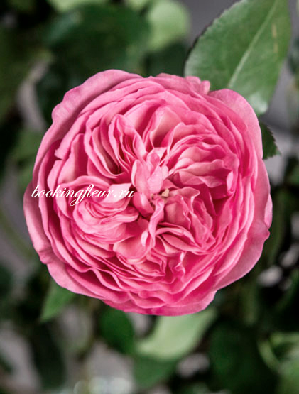 Пионовидная роза Maria Theresia