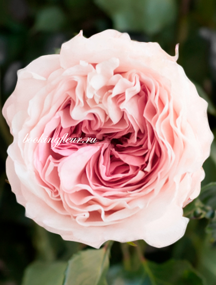 Пионовидная роза Mayra's Bridal Pink