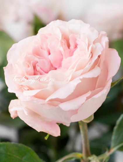 Пионовидная роза Mayra's Bridal Pink
