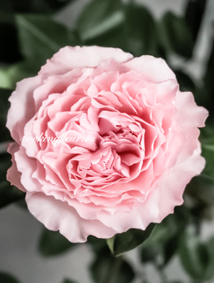 Пионовидная роза Mayra's Rose 