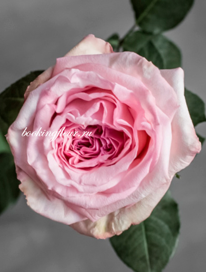 Пионовидная роза Pink O’Hara