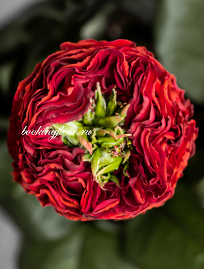 Пионовидная роза Red Eye