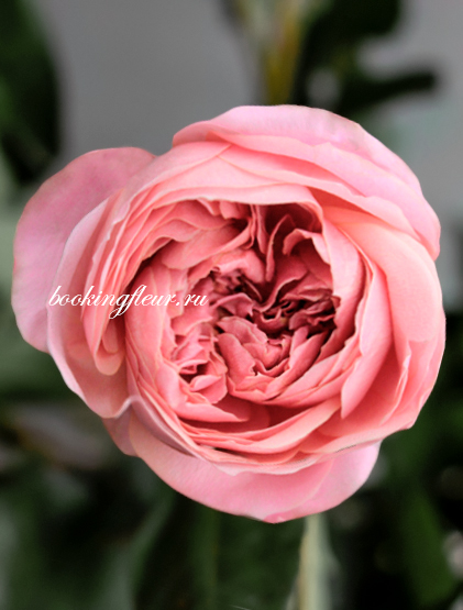 Пионовидная роза Romantic Antique