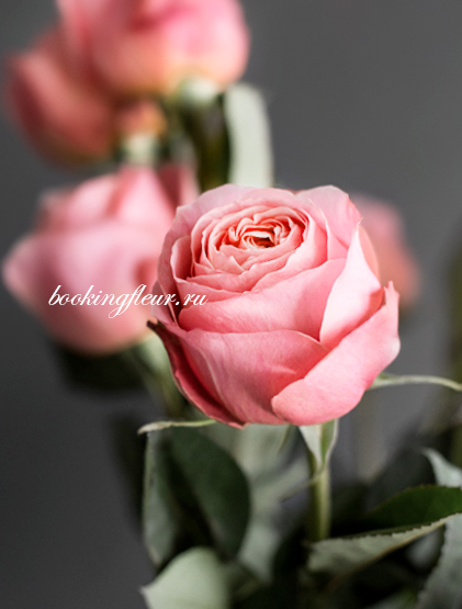 Пионовидная роза Romantic Antique