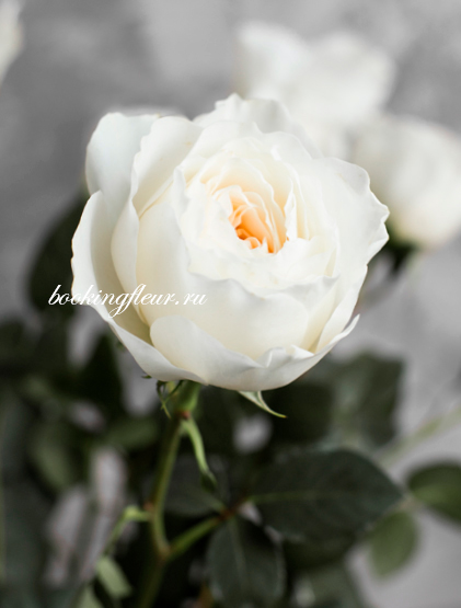 Пионовидная роза White Cloud