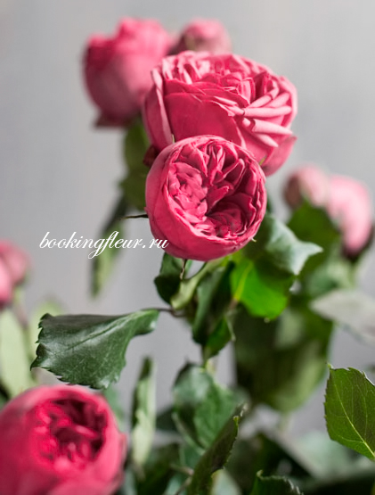 Пионовидная роза Pink Piano