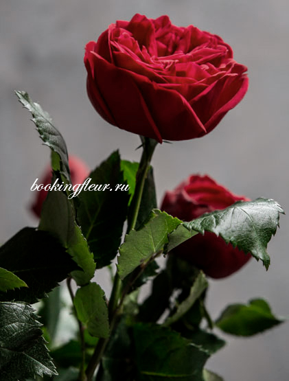 Пионовидная роза Red Piano