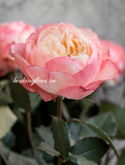 Пионовидная роза Loved One