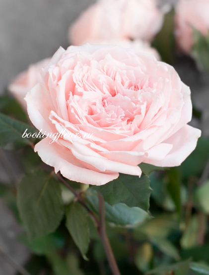 Пионовидная роза Princess Hitomi