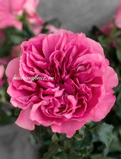 Пионовидная роза Princess Meiko