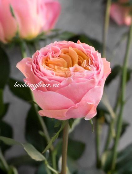 Пионовидная роза Rosa Loves Me