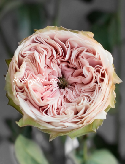Пионовидная роза Senlitsu
