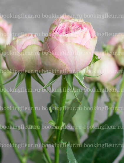 Кустовая роза Pink Lace
