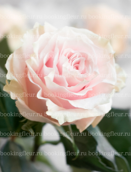 Классическая роза Pink Mondial