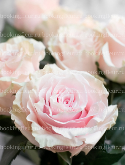 Классическая роза Pink Mondial