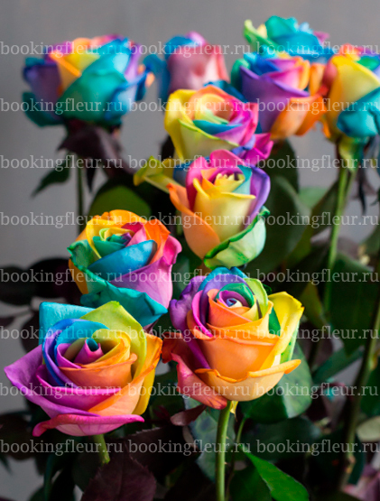 Классическая роза Vendela Rainbow