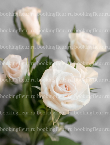 Кустовая роза Royal Porcelina