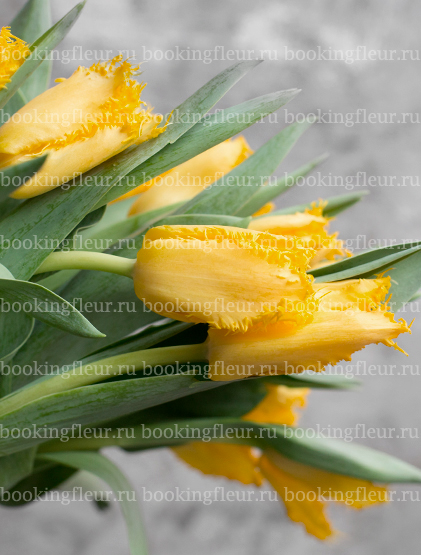 Тюльпан Yellow Valery