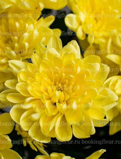 Хризантема Baltika Yellow