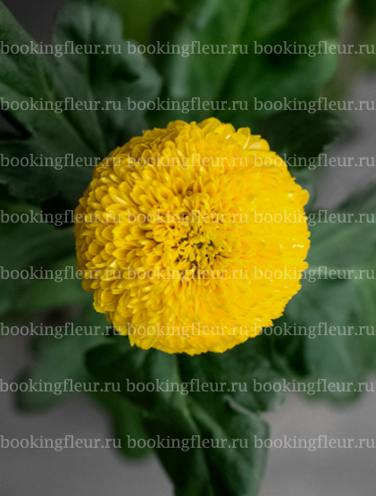 Хризантема Borg Yellow