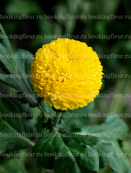 Хризантема Borg Yellow